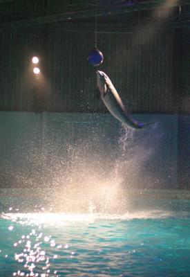 Dolphins
