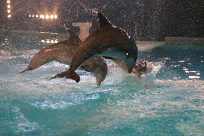 Dolphins