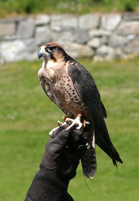 Falcon