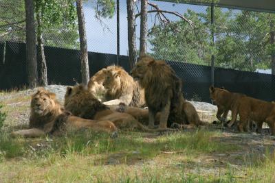 The valley of the lions