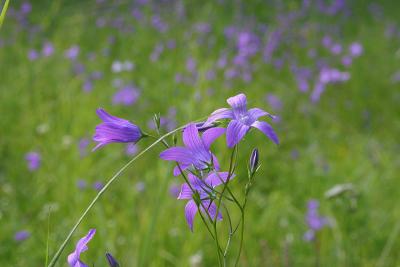 Spreading Bellflower