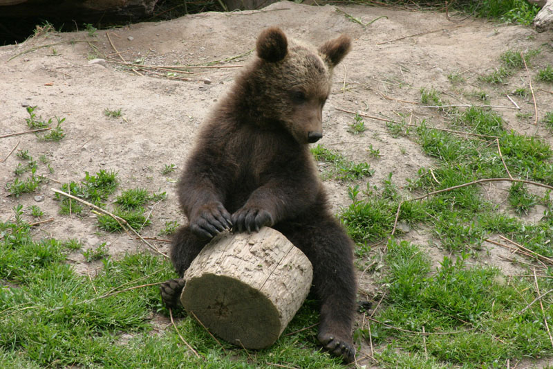 June 19: Young cub drumming?