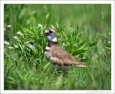 Killdeer on Nest