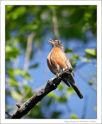 Robin in Song