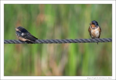 Tree Swallow (male & female)