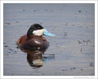 Ruddy Duck (male)