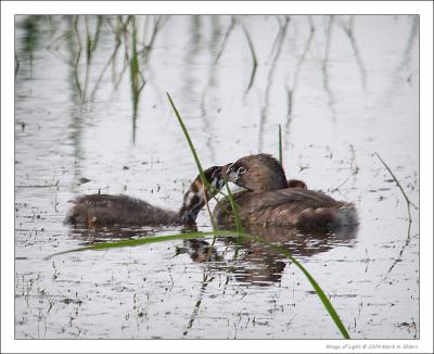 Pied-billed Grebe & Chick