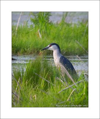 Black-crowned Night Heron