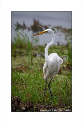 Egret Dance