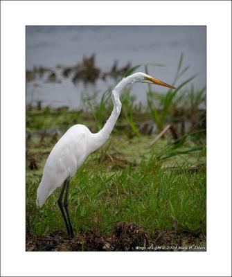 Egret Profile