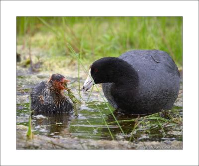 Coot Chick & Parent Feeding