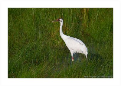 Wild Whooping Crane