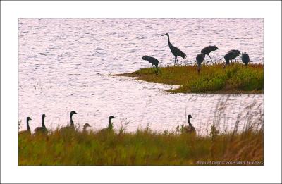 Canada Geese vs. Sandhill Cranes