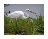 Egret with Minnow