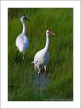 Wild Whooping Cranes - NNWR