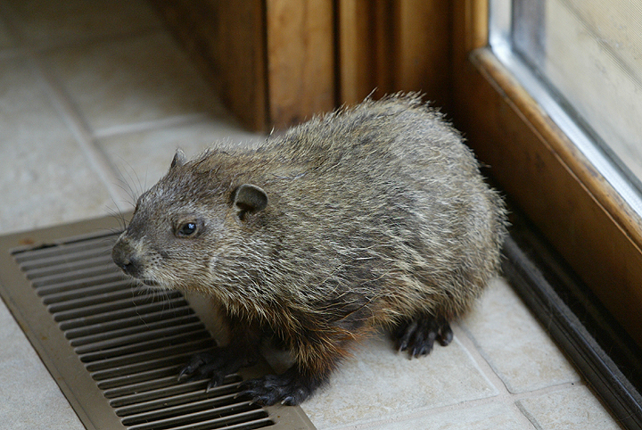 Baby Groundhog