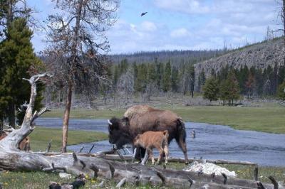 Bison at Firehole River, Yellowstone