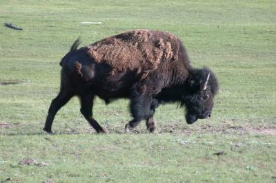 Bison near Madison River, Yellowstone (DSCN8222.JPG)