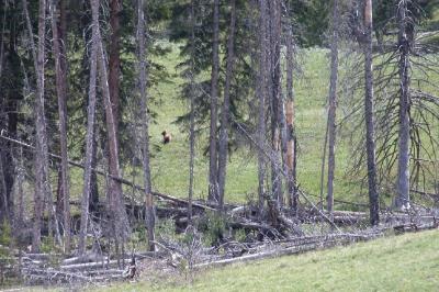 Bear at Blacktail Deer Plateau, Yellowstone (DSCN9028.JPG)