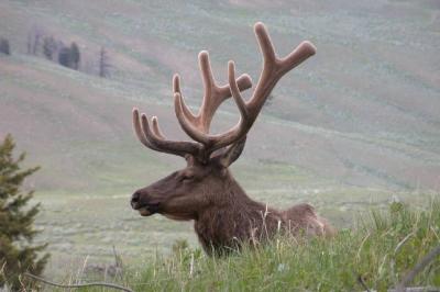 Bulk Elk at Blacktail Deer Plateau, Yellowstone (DSCN9097.JPG)