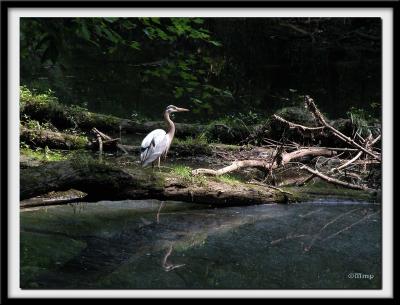 Heron