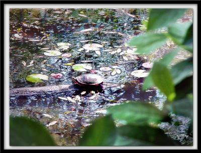 Painted Turtle