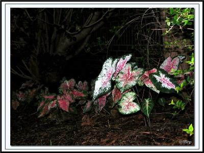 Shade Garden