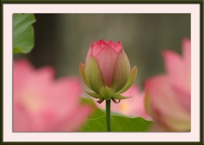 IMG_9210{Q}.jpg