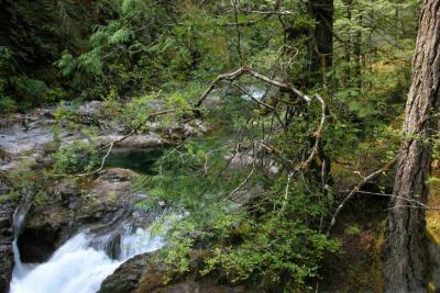 Water thru the forest.