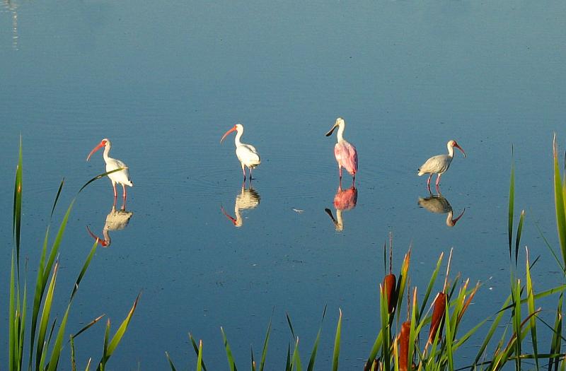Merritt Island 3
