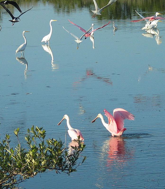 Merritt Island 6