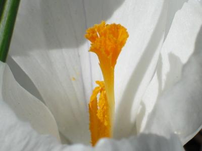 crocus