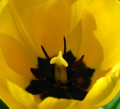 tulip