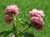painted roses