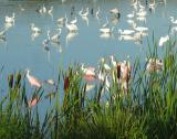Merritt Island 2