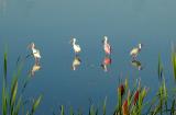 Merritt Island 3