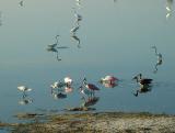 Merritt Island 4