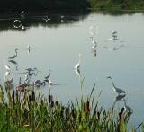 Merritt Island 5