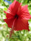 hibiscus