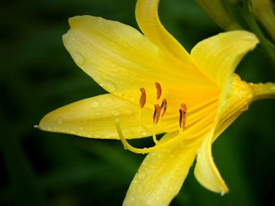 Hemerocallis -  Day lily