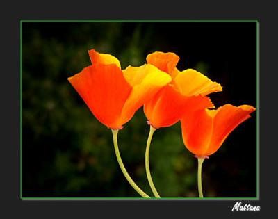 California Poppy (Eschscholzia)