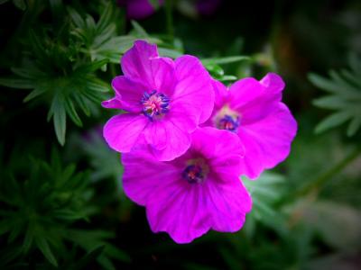 Geranium