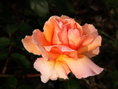 u47/mattis/medium/30142148.Rose_justjoey_003.jpg