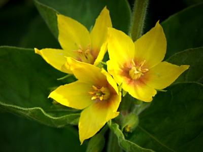 Lysimachia punctata-Loosestrife