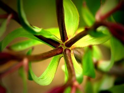 Alstroemeria's stem