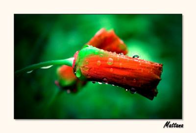 California Poppy IV