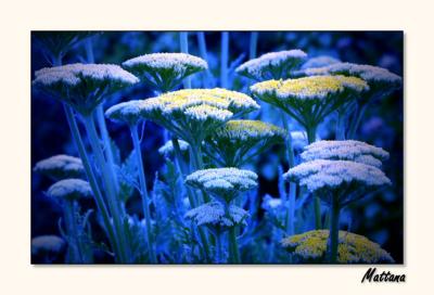 Achillea