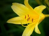 Hemerocallis -  Day lily