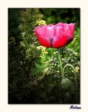 Poppy VI