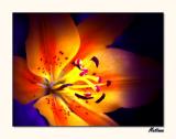 Lily